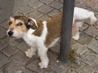 hundtisser.jpg